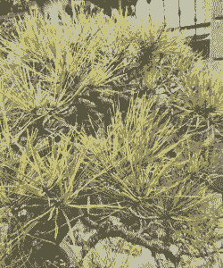 樟子松松针红斑病的防治