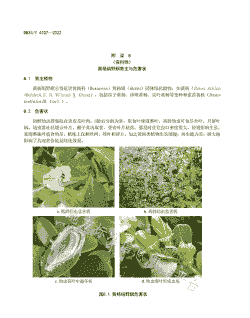 越冬代黄杨绢野螟防治意见