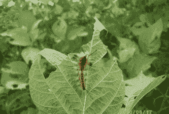 怎样识别花木害虫豆毒蛾?