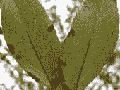 紫薇褐斑病防治技巧