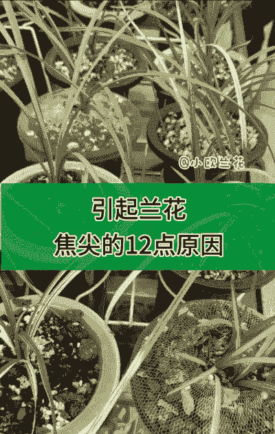 兰叶焦尖原因与防治技术