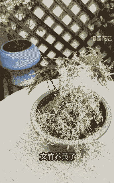 文竹枝枯病的防治方法