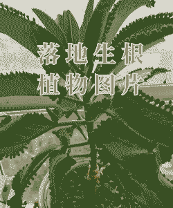 宽叶落地生根栽培及病虫害