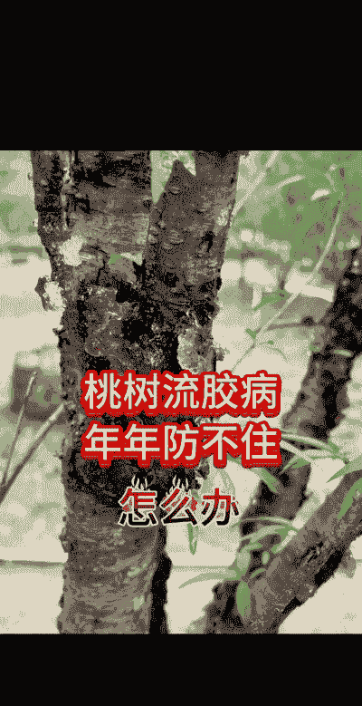 桃树流胶病的防治