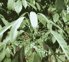 杜英日灼病的预防