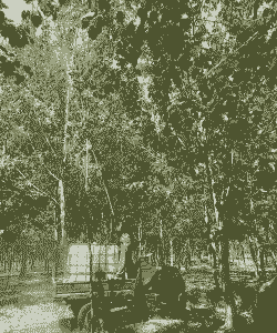 毛白杨主要病虫害防治