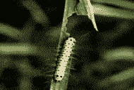 竹子虫害之竹小斑蛾防治