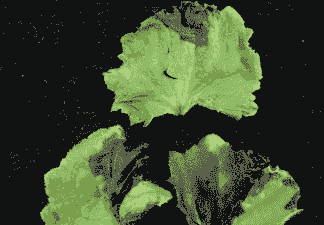 瓜叶菊的病虫害防治