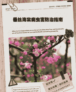 垂丝海棠患了虫害的防治