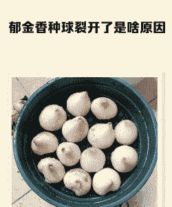 郁金香碎色花瓣病的防治