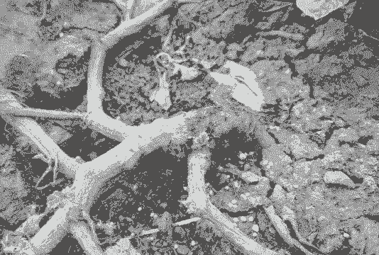 霞草茎腐病的防治方法