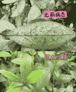 杜鹃花的常见虫害及防治