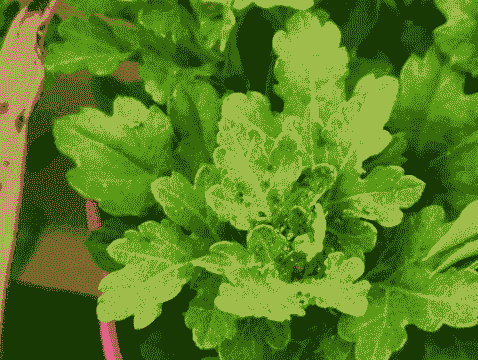 菊花白粉病的发生与防治