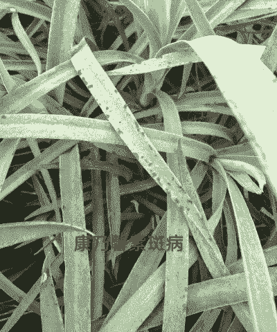 康乃馨叶斑病的发生与防治