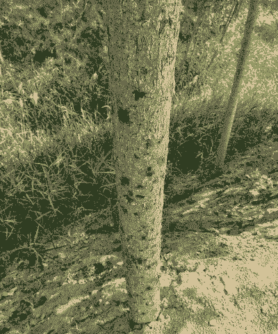 杨树细菌性溃疡病的防治