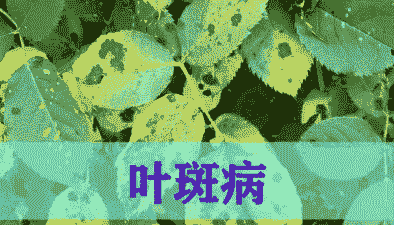 荷兰铁叶斑病的发生与防治
