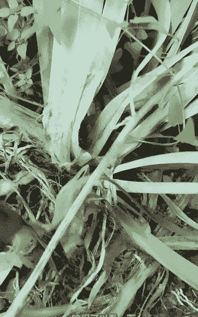 鸢尾种球腐烂病