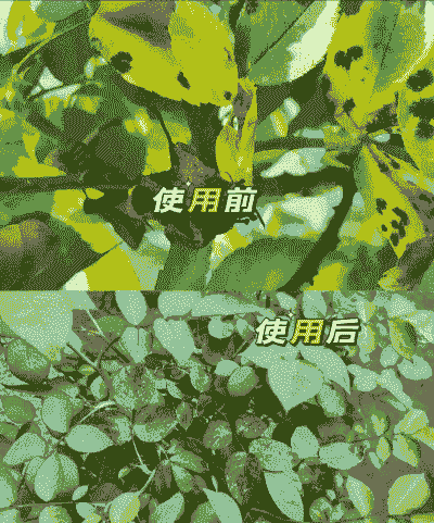 花卉真菌病害的防治技术