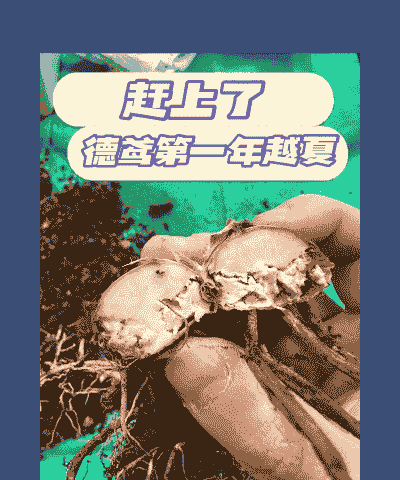 防治鸢尾软腐病