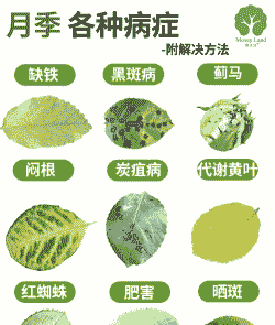 秋季花卉病虫害的发生与防治