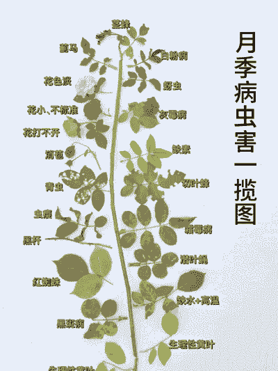 怎样识别花卉病虫害