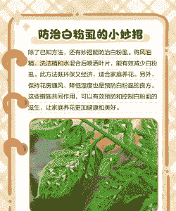 花卉白粉虱的防治