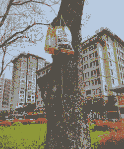 给树打“吊针”防治病虫害