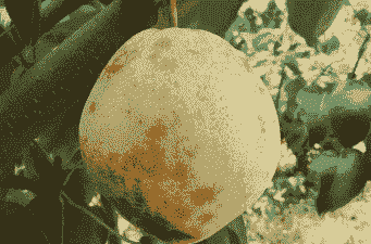 梨果面锈斑与用药