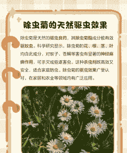 除虫无公害菊花-除虫菊