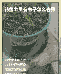 盆花长虫子怎么办