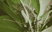 梨星毛虫的防治