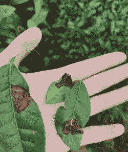 山茶花云纹叶斑病防治