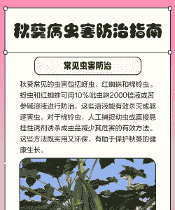 黄秋葵常见病虫害防治方法