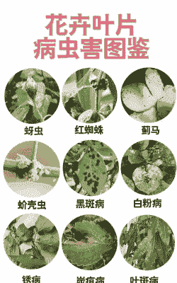 防治花卉病虫害