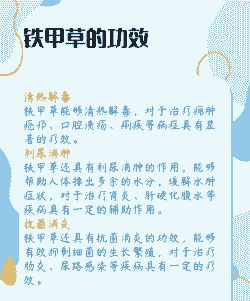 补血草疫病的症状及防治方法