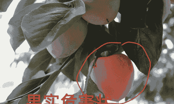 谨防柿树蒂虫病