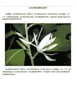 白兰花病虫害防治