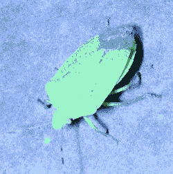 虫害——绿盲蝽