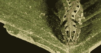 烟夜蛾的为害对象及形态特征