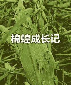棕榈棉蝗防治方法