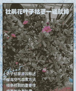 杜鹃死亡或花蕾脱落原因及其防治办法