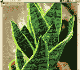 虎皮兰病虫害防治