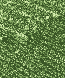 甘蓝菠菜萝卜菠菜收获