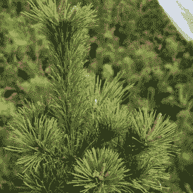 黑松春芽枝次芽枝