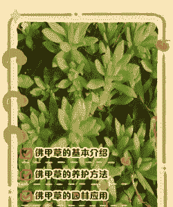 如何为佛甲草化学除草
