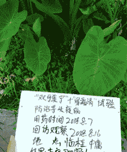 水芋病毒病防治