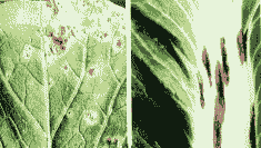 广玉兰芸苔链格孢黑斑病防治