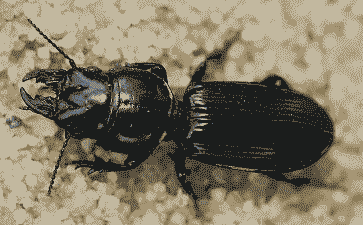 黑盔蚧的防治方法