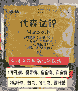 黄桃病害发生与防治