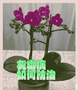 蝴蝶兰灰霉病及其防治